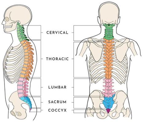  The Twisted Trellis: Unveiling the Enigma of the Human Spine - A Journey into the Labyrinthine World of Spinal Anatomy and Pathology